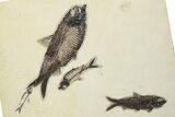 Multiple Fossil Fish (Knightia) Plate - Wyoming #203220-3